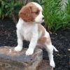 Nice Color Cavalier King Charles Spaniel puppies
