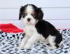 Healthtested Cavalier King Charles Spaniel Puppies (xxx) xxx-xxx0