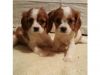 RUBY CAVALIER KING CHARLES SPANIEL PUPPIES FOR SALE