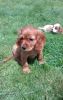 Cavalier Puppies For Sale
