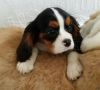 Cavalier King Charles Price Reduced