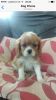 Cavalier King Charles Puppies .