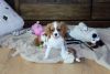 Cute AKC Cavalier King Charles Puppies for sale.