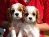 Sociable Cavalier King Charles Spaniel Puppies