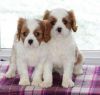 Excellent Cavalier King Charles Spaniel Puppies for Adoption