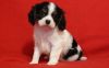 Cavalier King Charles Spaniel Puppies(xxx) xxx-xxx0