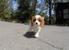 well trained Cavalier King Charles Spaniel puppy for sale