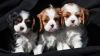 Cavalier King Charles Puppies Available