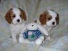 Cavalier King Charles Puppies for Adoption