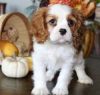 male and female Cavalier King Charles puppie
