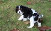 Potty Trained Cavalier King Charles Spaniel puppies
