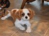 quality cavalier king charles puppies