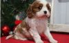 Well Socialized Registered Cavalier King Charles Spaniel Puppies