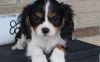 Male and female King Charles puppies For Sale Now