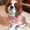 Cavalier King Charles spaniel puppies Available