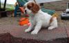 Strong and Smart Smart Cavalier King Charles pups for sale