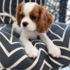 cavalier king charles spaniel puppies available