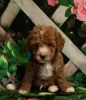 Dallas Cavapoo Puppy For Sale