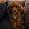 cavapoo pup for home