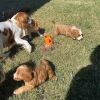 Cavapoo puppies for sell