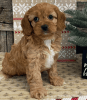 Cute Cavapoo puppy for loving homes