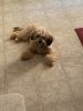 1 year old male cavapoo