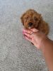 12 week old Male Cavapoo Puppy for Sale