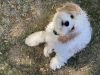 15 Week Female Cavapoo, Healthy, Vetted, Up To Date on Shots