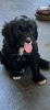 F1 cavapoo male for sale