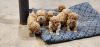 Cavapoos for sale