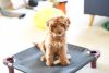 Cavapoo pup registered up to date on shots and professionally trained