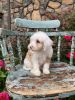 Cream Toy Cavapoo with Apricot markings *Caesar*