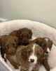 4 beautiful Cavapoo puppies
