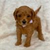 Cavapoo puppies available today