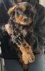 A Male Cavapoo Just For You!