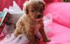 Male And Female Cavapoo Puppies