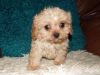 Apricot Cavapoo Dog Puppy For Sale