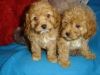 2 gorgeous Cavapoo puppies