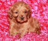 M/f Akc Cavapoo Puppies For Sale