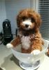 Cavoodle Puppies Available