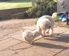 Lovely Curly F1 Cavapoo. Puppies For Adoption