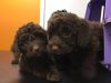 Cockapoo Pups For Sale Vacc And Health Checked