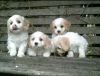 Gorgeous Cavapoo Puppies