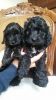 Cockapoo Babies For Sale