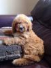 F1 Pra And Fn Clear Toy Cavapoo Babies
