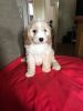 3 Stunning And Fluffy Cavapoo Puppies For Sale