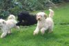 Cavapoo pups available