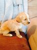 3 Adorable Cavapoo Babies Available