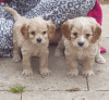 Gorgeous Cavapoo Puppies