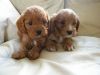 F1 Red Cavapoos- Parents Full Health Tested
